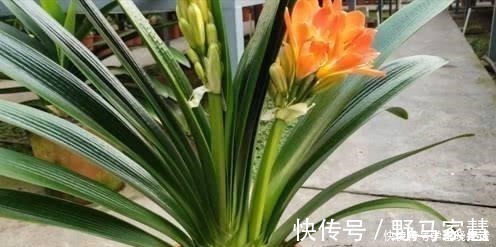 花友们|君子兰不见长，是僵苗还是养护不当教你“4招”，快速恢复活力！