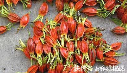 黄栀子|湿气不除百病生,泡脚时加一物,坚持一个星期,湿气慢慢消退了