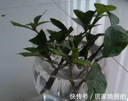 新手|6种水培绿植比绿萝好100倍，新手也不用担心会养死