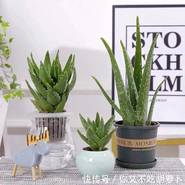 卧室养花就选这八种,安神又助眠,卧室摆几盆,一夜好梦睡得香
