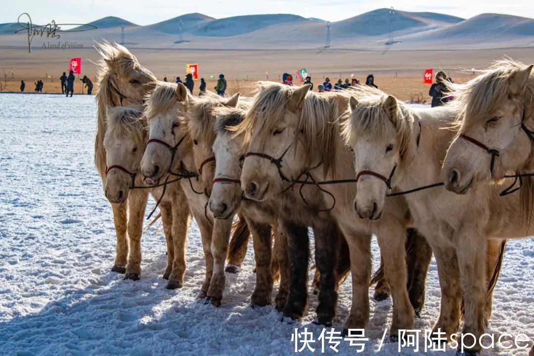 成吉思汗|西乌珠穆沁旗的白马个子不高，块头也不大，却是马群中的贵族