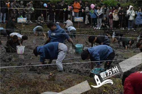 全校师生|别人家的学校又发东西了！600师生泥塘大作战，挖320斤藕炖汤