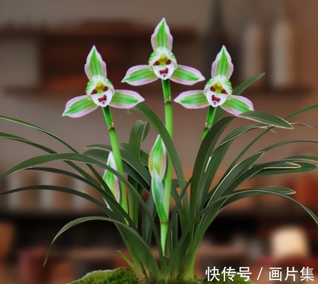 帝王妃|兰花珍品—矮种帝王妃，开花稳定，花香芬芳，文赏也可，武赏也行