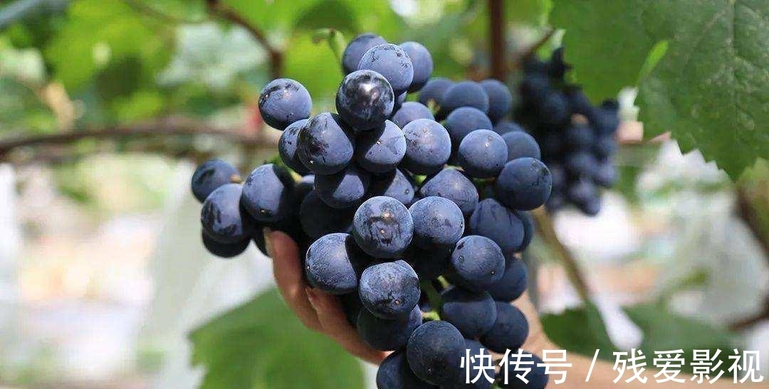 雌激素|女人想要不显老,建议多吃这5种食物,补充“雌激素”,更显年轻