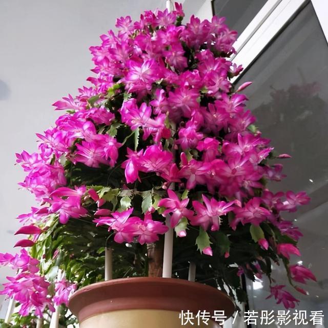 阳台上|蟹爪兰软趴趴?它有“6怕”,避开后,叶片硬如铁,开成大花树