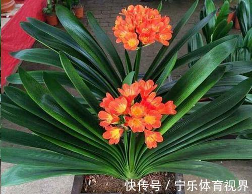 叶心里|养兰2年的君子兰从未开花？学会浇水方法，长势旺开花美！