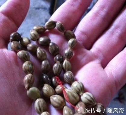 在农村生长的这种“尿珠子”,是小朋友最爱的“珍珠项链”!