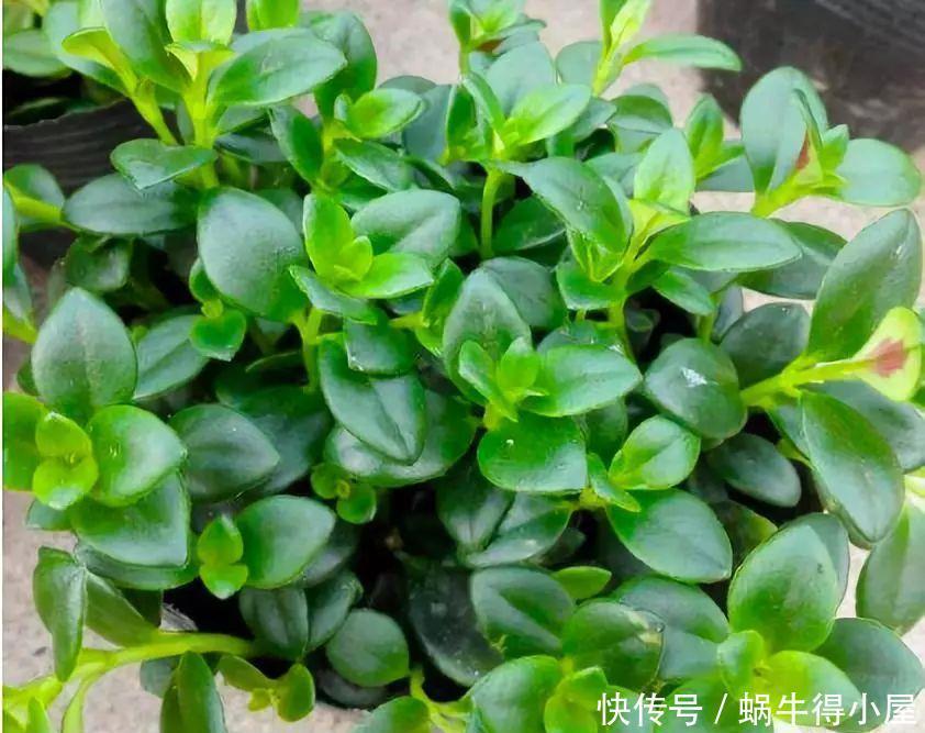 金鱼吊兰怎么养爆盆？学会关键5点