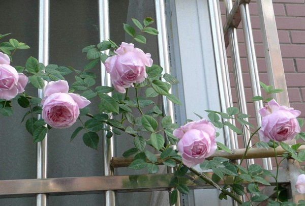 养花试试这几款,繁殖可以通过更换花盆来划分