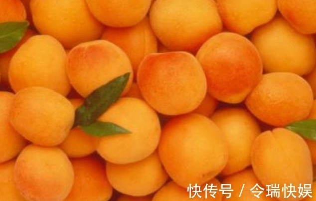 高产|新手种植!杏子清热解毒、营养丰富,掌握关键之处让其优质又高产