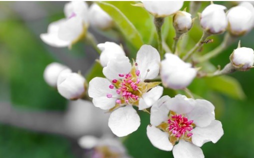 中药|65岁胰腺癌患者，无法手术，中药治疗后肿块缩小，它是怎么做到的