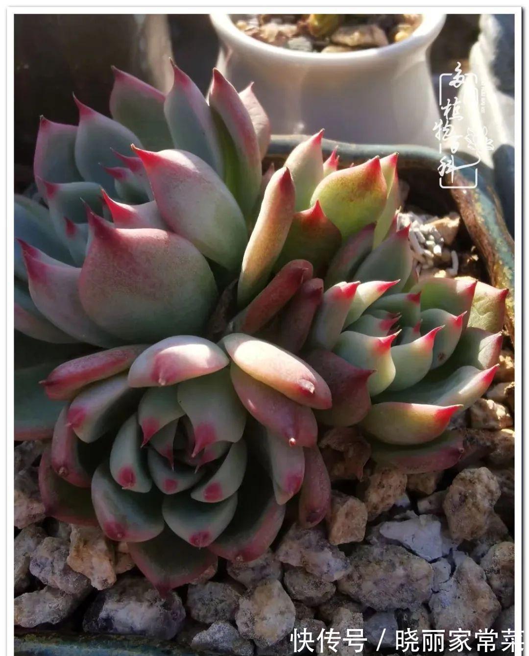 百科|多肉之路,让我沉醉,浮世三千,有肉就欢!