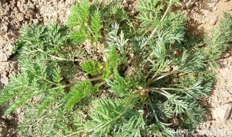 茵陈蒿|农村此野草，是治肝病常用中药，您认识吗？