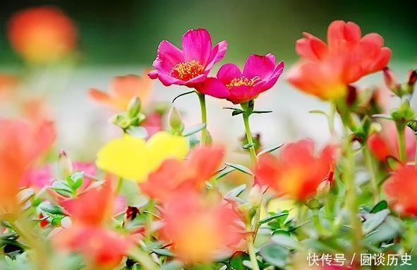 4种花花开媲美玫瑰,花朵姿态万千,价格便宜入手不亏