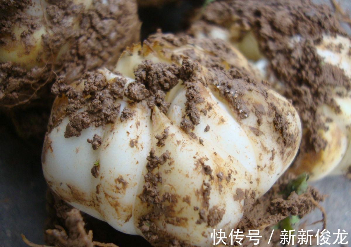 正确栽种管理百合花,能够让其爆花复花,你学会了吗