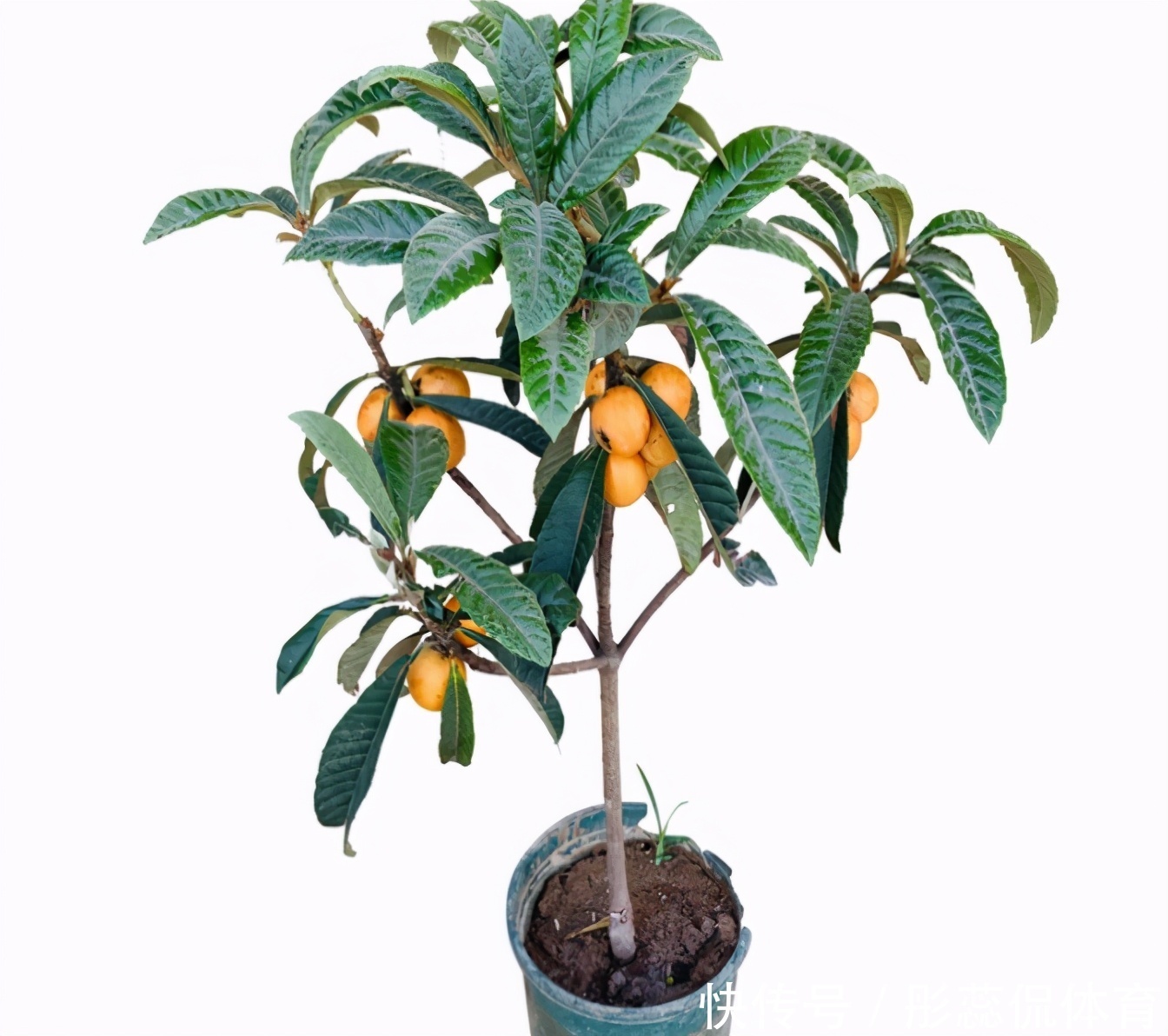 嫌弃|家里有院子,4种果树别嫌弃,好看好养活,比养花强