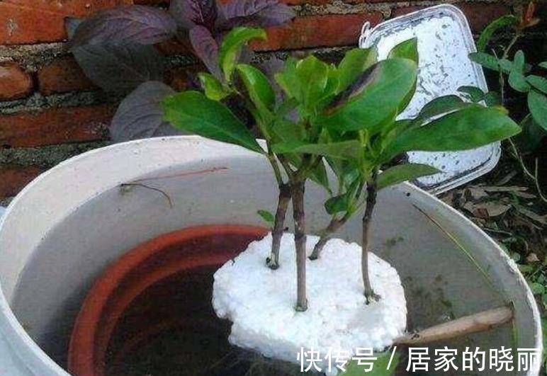 扦插|8月天气凉爽，5种花现在扦插正当时，生根快成活率高，适合新手