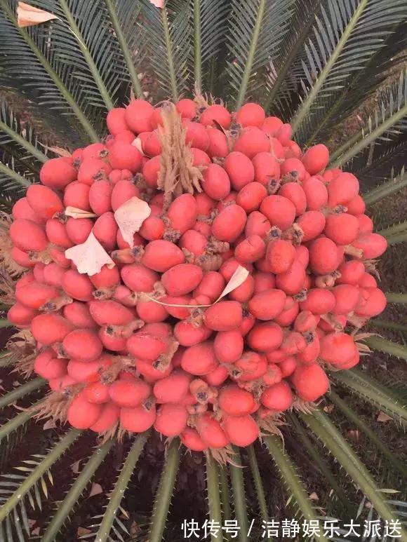 富贵竹|4种花有灵性,平时难开花,一有好事就开花!