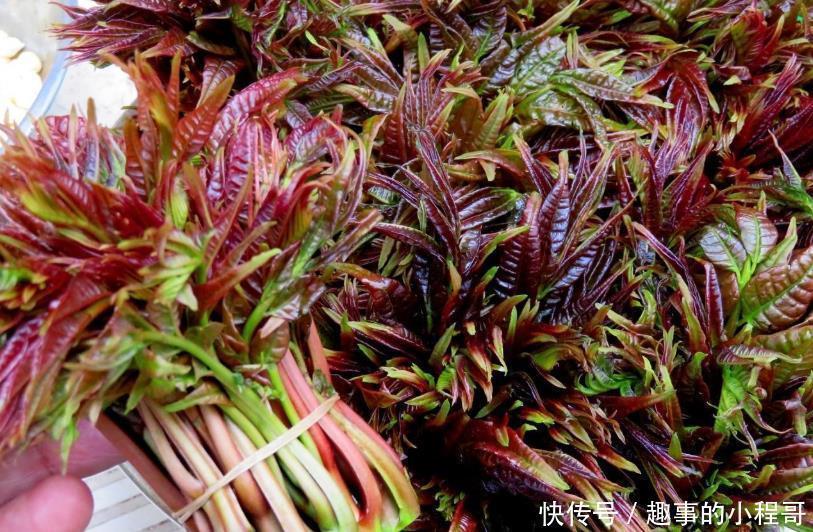 香椿芽|同是香椿,紫叶和绿叶有什么不同?原来差别这样大,以后别买错了