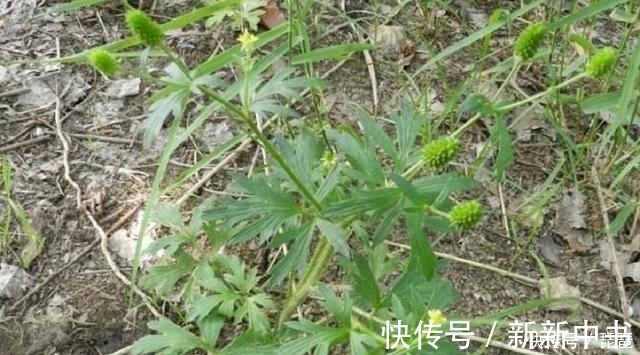 茴茴蒜|这草长得很像艾草,若是遇到请别采摘,农民称它“野桑葚”
