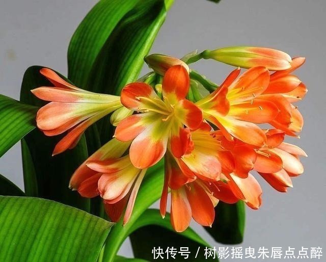 春天养君子兰,“多晒”好,还是少晒好别弄错,否则又为开花愁