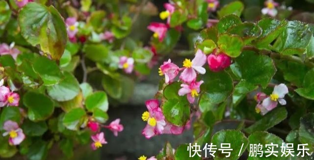 养护|养花技巧粗生粗养也能四季开花!少养1种都觉得亏了