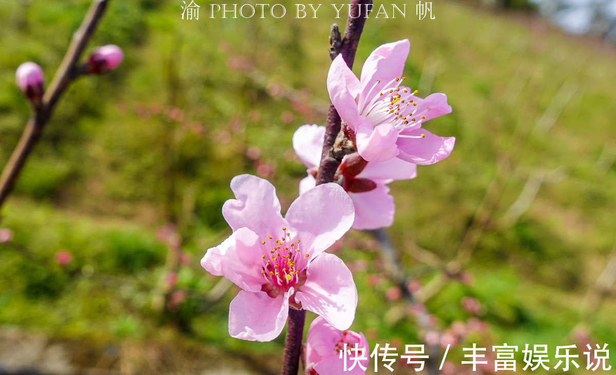 桃子|潼南赏花地图郭坡村的桃花开了，工作人员却说桃子熟了来随便吃