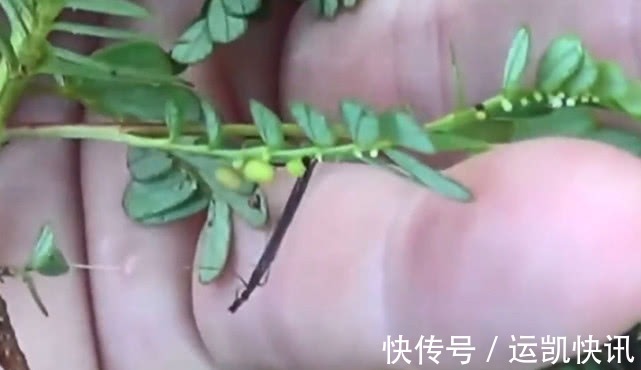 珍珠草|农村这植物叫“珍珠草”，石头缝中也能长，还是肝病“特效药”