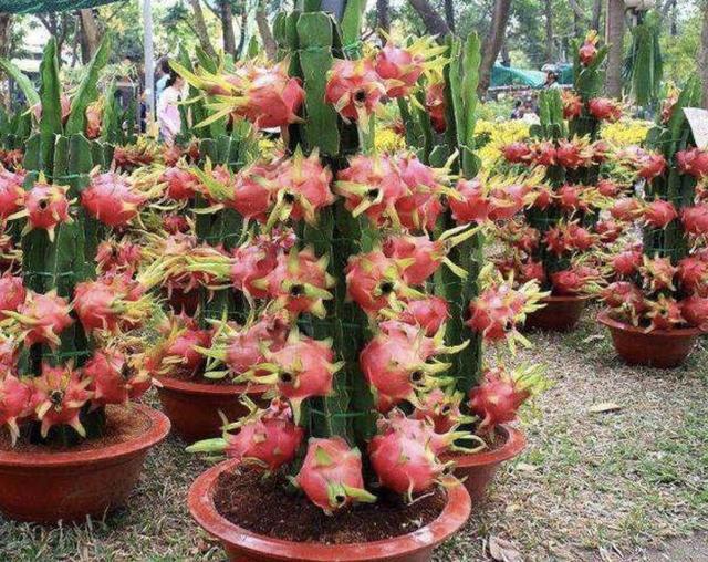 土壤里插“1根枝”,8天长出“小白根”,80天成“果树”,有价值