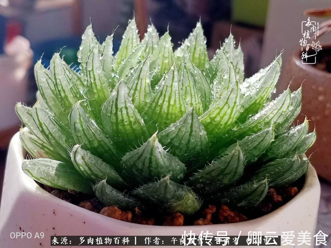 久在晴冬等雪来——北方阳台党的多肉成长历程!