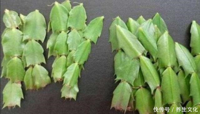 过完年要扦插2种花，生根快，好成活，当年就能开花！