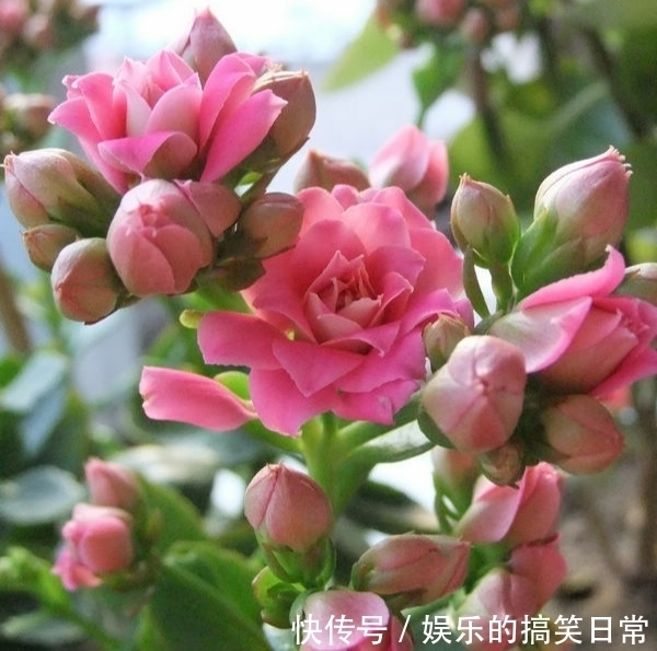 养花不选长寿花，如同不会养花，秋季做好几件事，花开鲜艳多姿