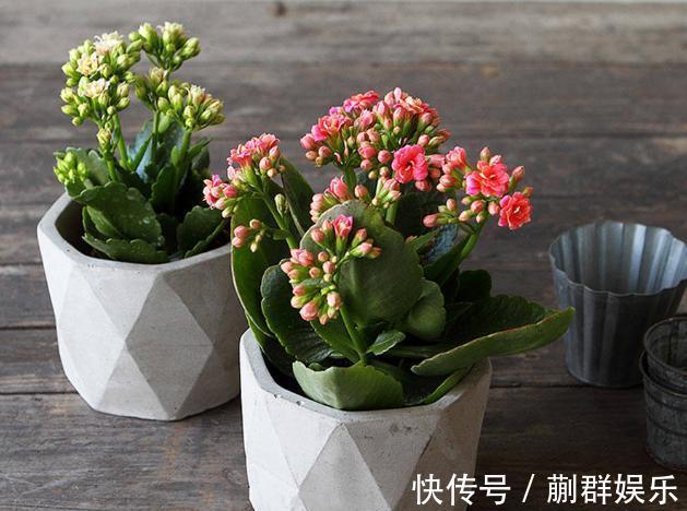 长寿花开花少,就浇“2种水”,侧芽冒不停,开花开满盆