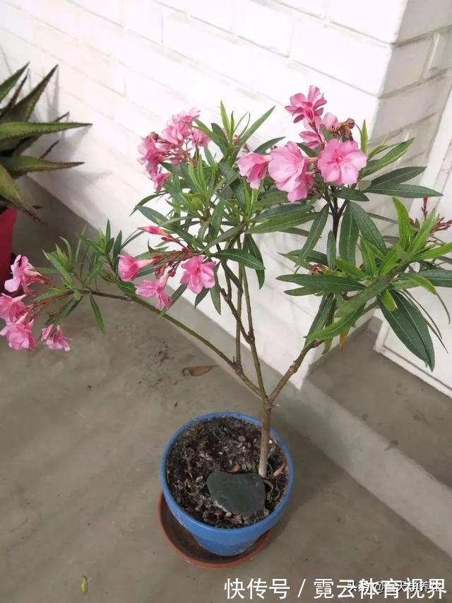 这六种花都是“毒花”,家里有老人、小孩、孕妇的,千万要慎养!