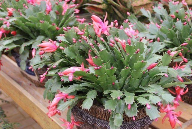 冬末养蟹爪兰,“三位置”灌点水,新芽咕噜冒,一次绽放上万朵