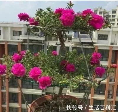 2种“便宜花”,用1招养成“老桩”,美死了,给“1万”都不卖