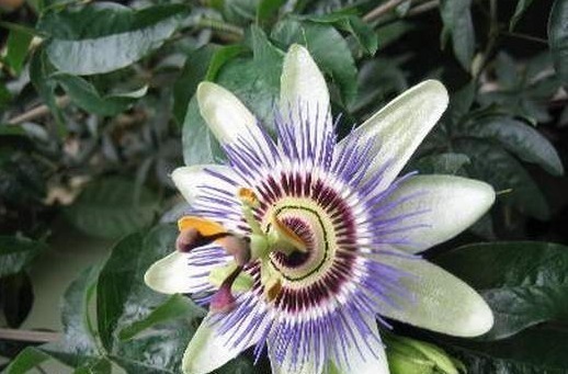 喜欢菊花，不如养盆“高档小花”血根草，名字奇葩，长得却很美