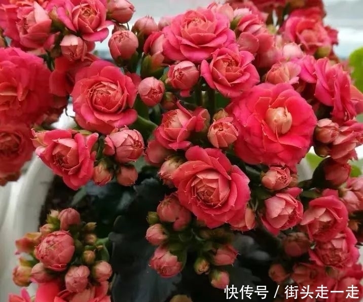 45种长寿花,个个都美爆了,你家养了多少种?