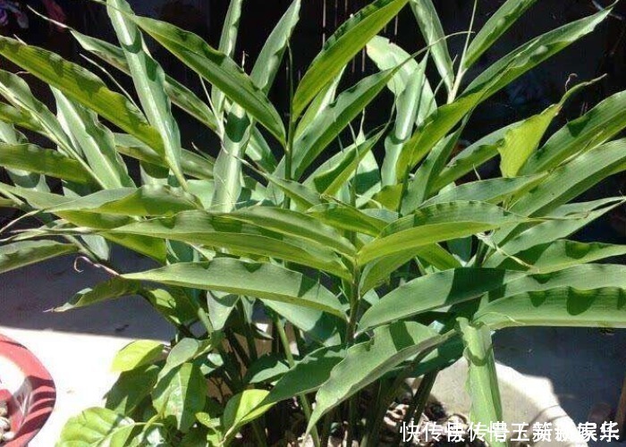 家中的油桶别扔了,里面丢一块姜,浇点水给点肥,一年收获一大盆