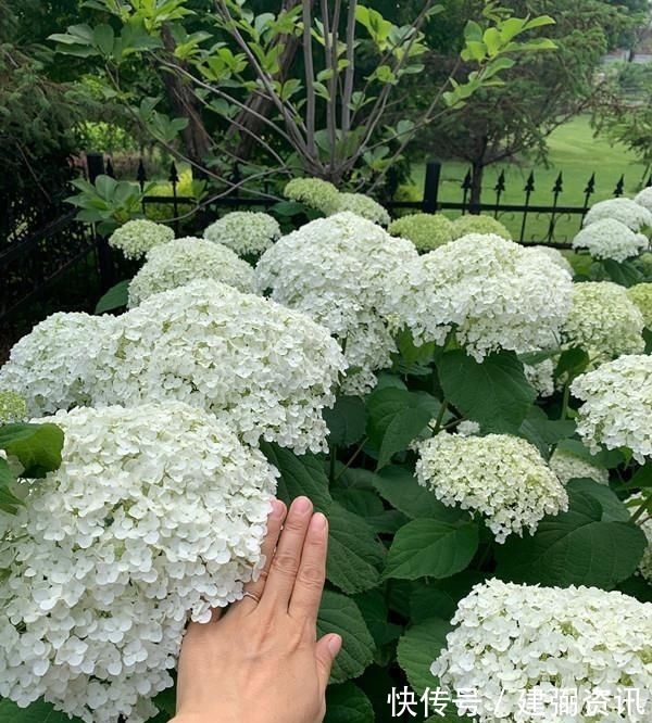 花型巨大,酷似火炬的绣球花,一年变小树,越冷越美艳