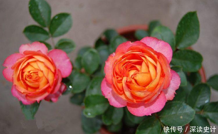 香槟玫瑰|家中养花选此4种,花大色艳,全年可开花,好养易活