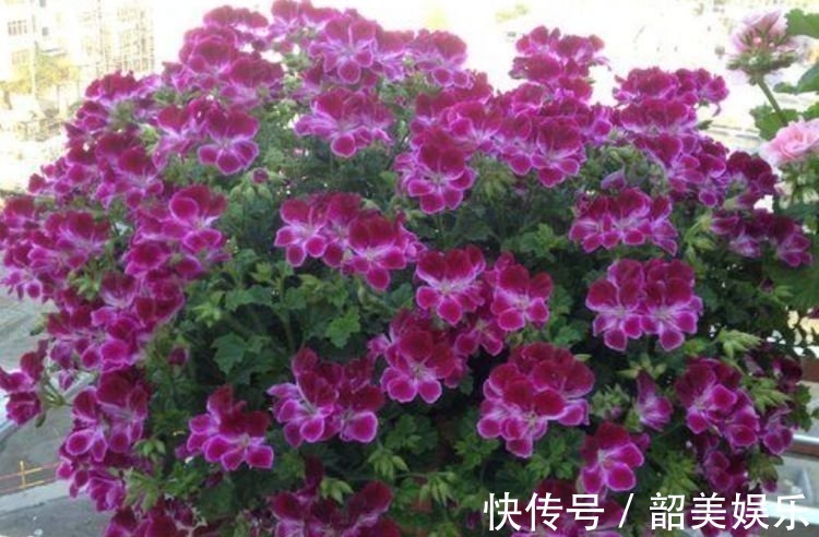 树荫处|4种花好养又漂亮,随便一养成花海,鲜艳无比,开成百花园