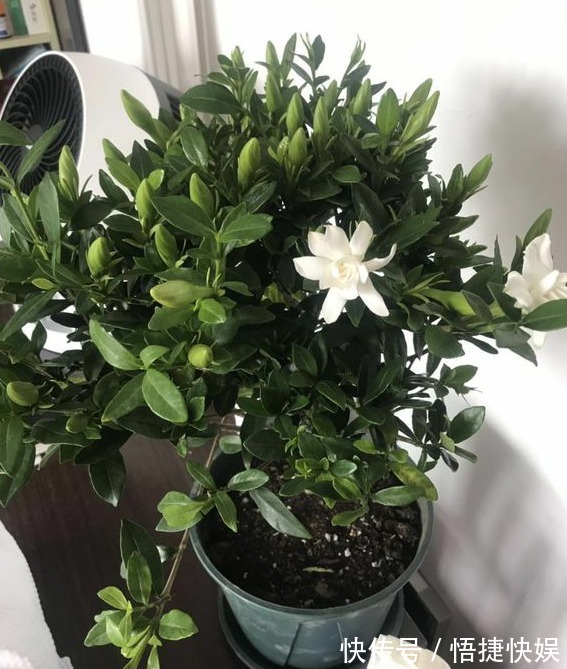 现在逛花市5种花不要买,虽然很漂亮,但是养活难度大,白花钱!