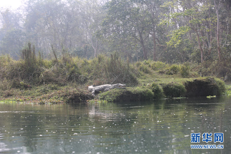 畅游尼泊尔奇特旺的拉菩提河