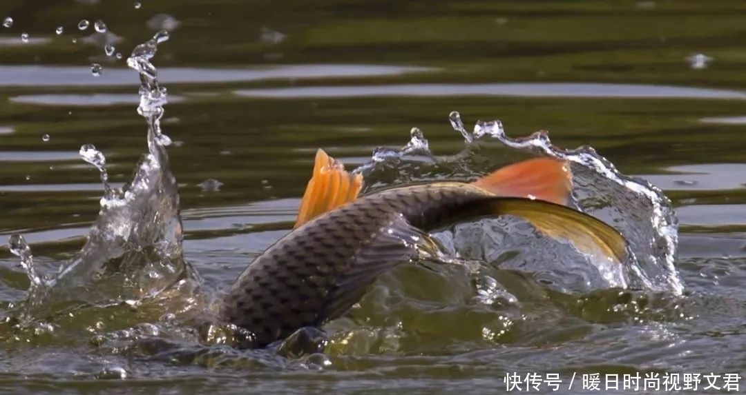 春季钓鱼,这5种天气鱼类很活跃,不去钓鱼可惜了!