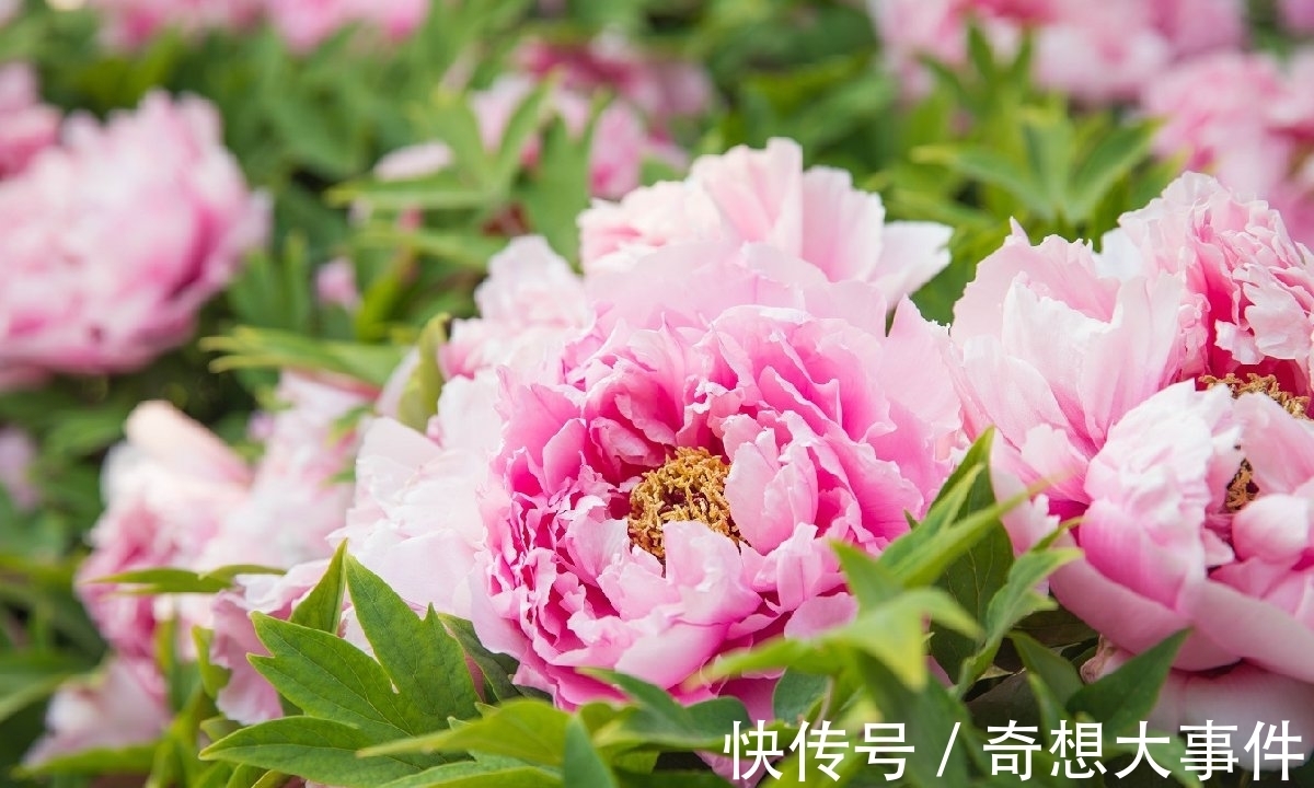 栽培|都知道牡丹是“花王”,却不一定知道谁是“花相”?值得了解一下