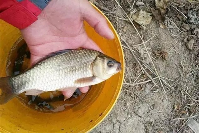 不管钓鲫鱼、鲤鱼还是草鱼,只要使用这款饵料就够了,四季通用!