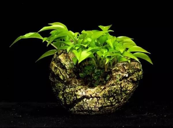 山野草，也高雅！