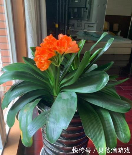 老花匠教你一个小妙招,君子兰不黄叶不干尖,油绿发亮惹人爱