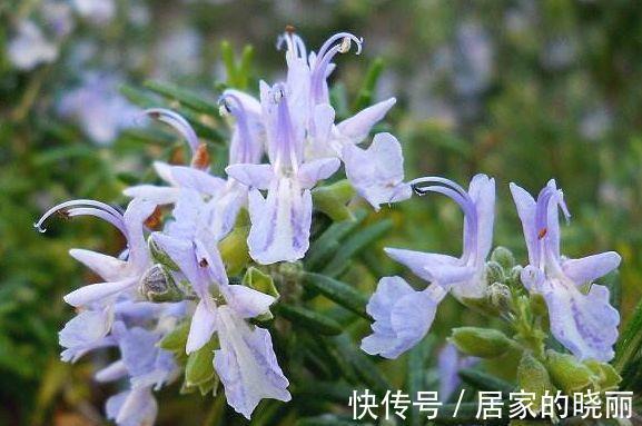 农历|农历7月20号起,最适合养这些花,花朵大花期长,开花幽香暗淡